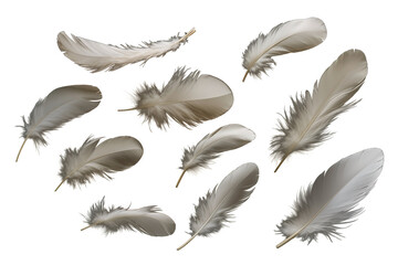 Set of Falling White Feathers PNG Fluffy Feathers isolated on white and transparent background - Ethereal plumage Featherfall Soft descent