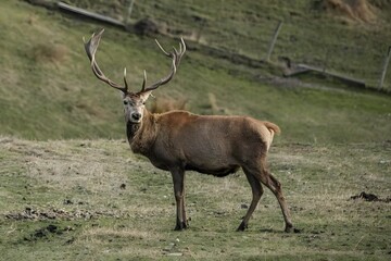 Majestic Stag in the Wild