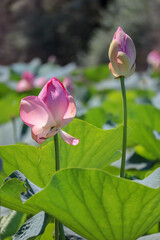 beautiful pink lotus flower close up view