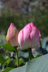 beautiful pink lotus flower close up view