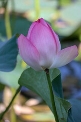 beautiful pink lotus flower close up view