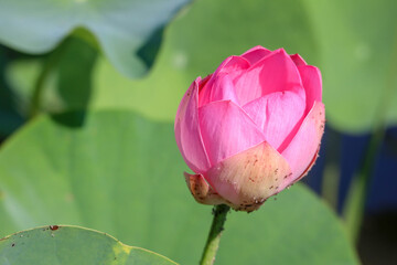 beautiful pink lotus flower close up view