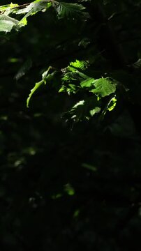 Primo piano di foglie mosse dal vento illuminate da luce del sole, video verticale