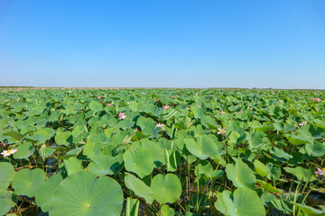 beautiful pink lotus field with big green leaves on Volga river under clear blue sky