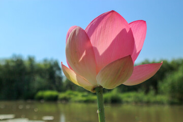 beautiful pink lotus flower close up view