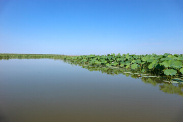 beautiful pink lotus field with big green leaves on Volga river under clear blue sky