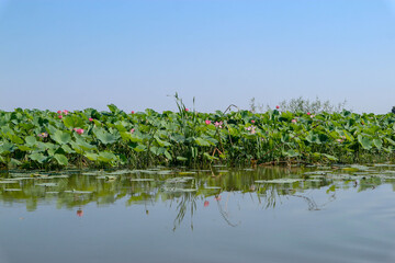beautiful pink lotus field with big green leaves on Volga river under clear blue sky
