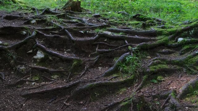 Le radici escono dal terreno e creano una texture