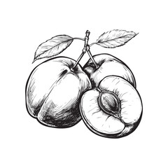 Vector illustrations of apricot, plum, peach or nectarine - hand drawn plums - black and white apricots isolated on white background