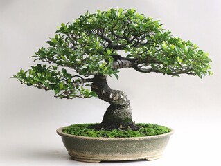 A centered bonsai tree in a formal upright shape, elegantly displayed on a white background to accentuate its classic and refined silhouette