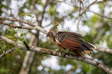 Hoatzin