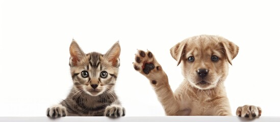 A charming Labrador puppy and Scottish Straight kitten are depicted in a portrait both playfully waving their paws set against a white background with copy space image