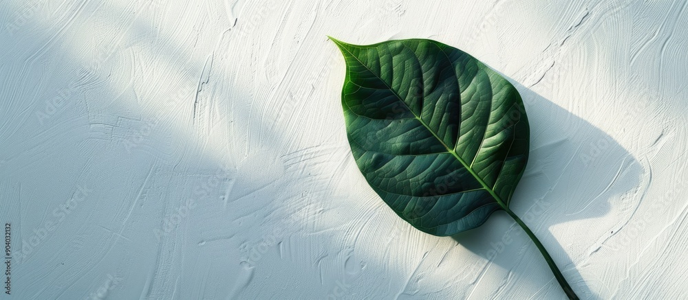 Poster a gorgeous leaf in vibrant green set against a white backdrop with room for copy space image