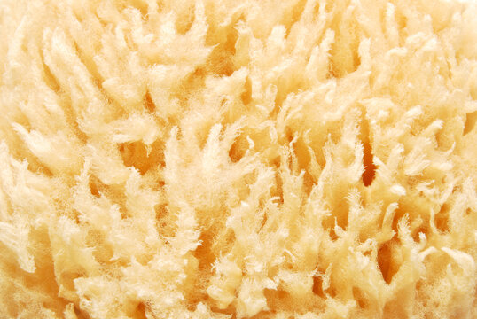 Natural sea sponge texture, macro image of a natural sea sponge as background