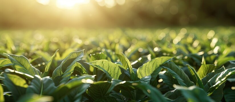 A growing green tobacco field Nicotiana tabacum with sunlight passing through the leaves ready for harvest to be sold to a food factory eventually used to make cigarettes The scene is captured in a s