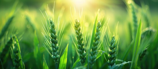 Close up photo of young green wheat plants in an agricultural field with a defocused background for copy space image