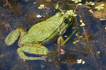 Close up shot of a Marsh Frog, pelophylax ridibundus, in a pond