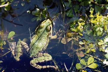 Close up shot of a Marsh Frog, pelophylax ridibundus, in a pond