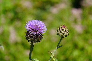 
Silybum marianum, Asteraceae family. Hanover, Germany.

