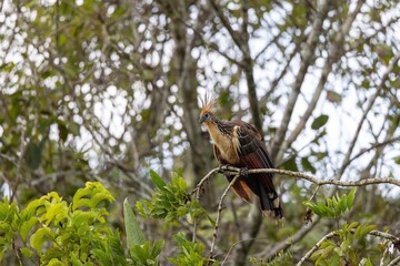 Hoatzin