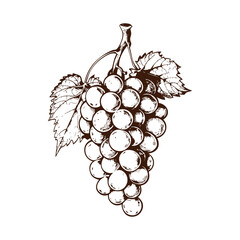 Grape vector illustrations - hand drawn grape - black and white grape isolated on white background