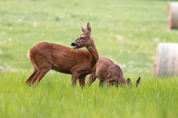 Female Red Deer, cervus elaphus, eating fresh grass