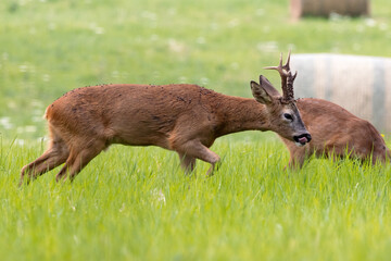 Young male Red Deer, cervus elaphus, wandering through meadowland