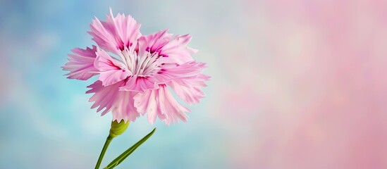 Close up view of a single pink Dianthus Deltoides flower with copy space image