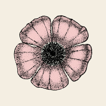 recommend clip art: Wild rose flowers drawing and sketch with pointillism on white backgrounds. Vintage illustration of dog-rose
