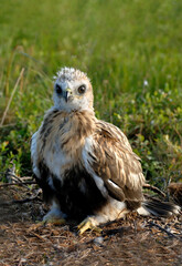 close up at baby of buzzard