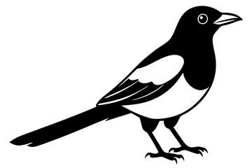 Magpie Vector Illustration | Cartoon Clipart & Line Art Design