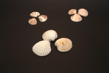 Composizione fotografica di conchiglie 