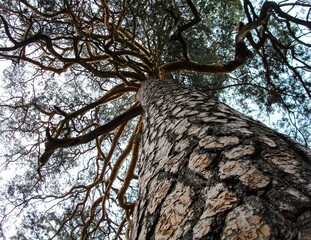 Close-up photo of a tree trunk