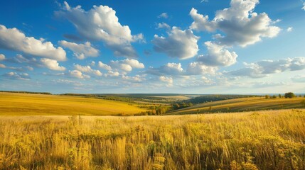 Fototapeta premium A panoramic view of a vast, golden field, bathed in sunlight, stretching into the distance under a vibrant blue sky filled with fluffy, scattered clouds normally found during autumn.