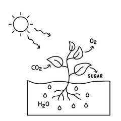 Autotroph illustration