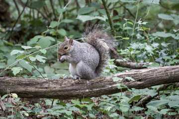 close up portrait of a grey squirrel eating a nut on the branch of a tree