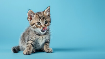 A playful and hungry tabby kitten eating and licking its lips with tongue. Isolated on a baby blue pastel background.