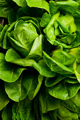 Close-up of Romaine Lettuce. On a gray concrete background.