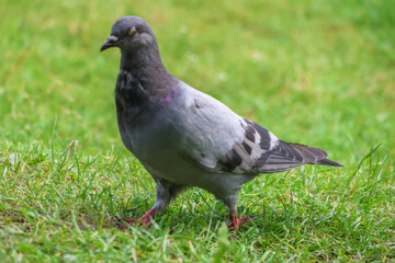 Close up of pigeon walking on grass