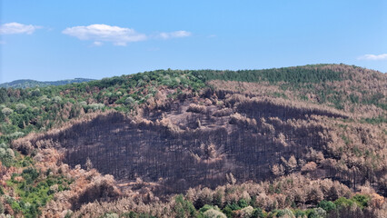 Burnt forest with burnt trees