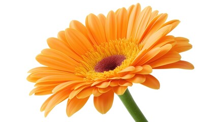 one single orange gerbera daisy flower on white background