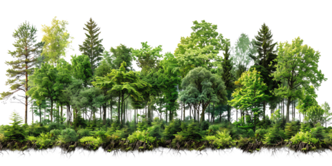 Lush green forest with diverse trees and dense foliage, showcasing the beauty of nature and vibrant greenery in a serene landscape.