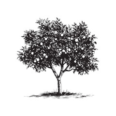 Tree orange, tree grapefruit, tree clementine,  tree mandarin, tree oroblanco, tree sweetie or lime  vector illustration - hand drawn orange - black and white grapefruit isolated on white background