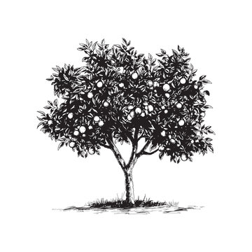 Tree orange, tree grapefruit, tree clementine,  tree mandarin, tree oroblanco, tree sweetie or lime  vector illustration - hand drawn orange - black and white grapefruit isolated on white background