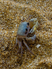 Crab on the sand beach. Beauty of Mother Nature .