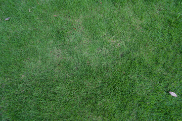 lawn against green grass, a natural background.