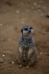 Fototapeta premium meerkat on the lookout