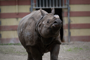 Obraz premium rhino in the zoo