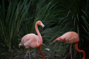 pink flamingo in the zoo
