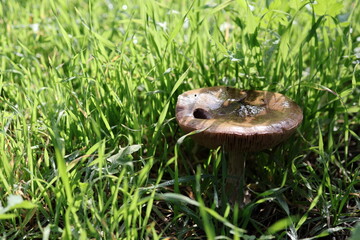 wet mushroon in the green grass